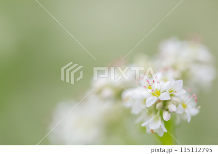 白い蕎麦の花 白い蕎麦の花 115112795