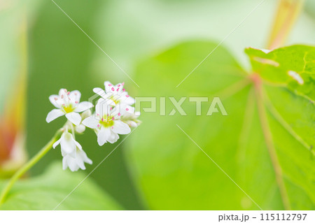 可憐な蕎麦の花 115112797