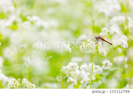 蕎麦の花にとまるトンボ 蕎麦の花にとまるトンボ 115112799