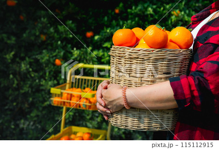 Gardener oranges fresh in mandarin orange plantation 115112915