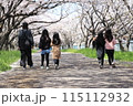 桜並木を歩く親子たち 115112932