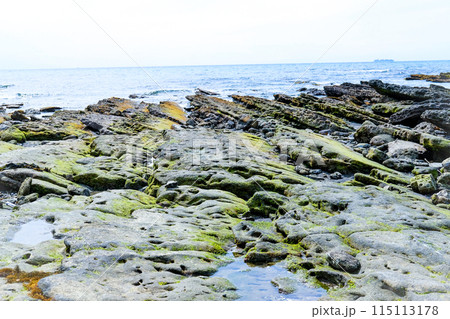 岩場に生える苔 115113178