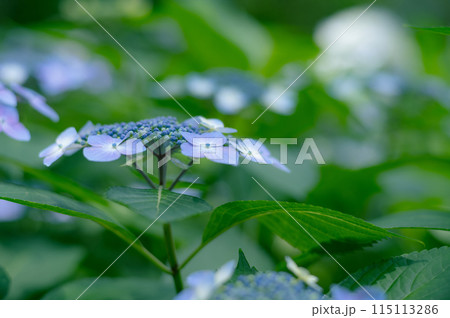6月の花紫陽花(ガクアジサイ) 6月の花紫陽花(ガクアジサイ) 115113286