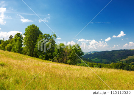 countryside scenery with trees behind the lush grassy meadow in evening light. carpathian rolling landscape of ukraine beneath a blue sky with fluffy clouds in summer 115113520