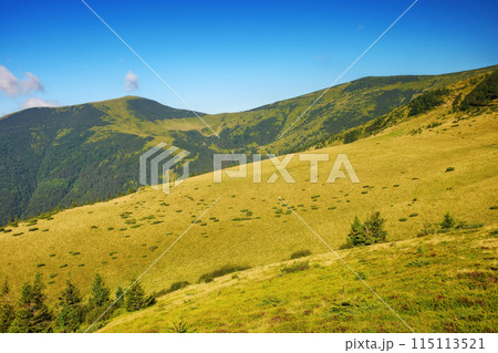 carpathian mountain landscape in summer. grassy rolling hills in morning light. chornohora ridge is popular travel destination of ukraine 115113521