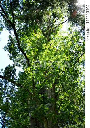 群馬県沼田市屋形原町のパワースポット 篠尾神社 御神木の大ケヤキ 群馬県沼田市屋形原町のパワースポット 篠尾神社 御神木の大ケヤキ 115113562
