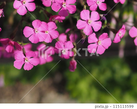 スパニッシュフラメンコの花とコピースペース 115113599