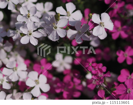 赤と白のスパニッシュフラメンコの花 赤と白のスパニッシュフラメンコの花 115113601