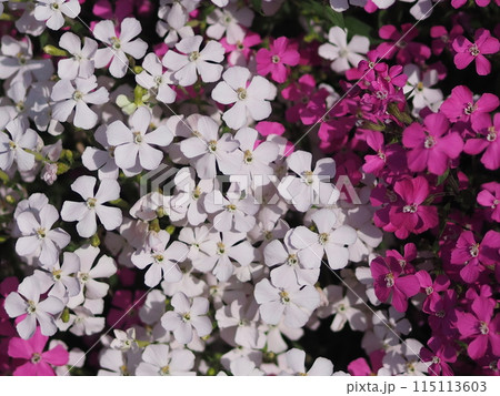 赤と白のスパニッシュフラメンコの花 赤と白のスパニッシュフラメンコの花 115113603