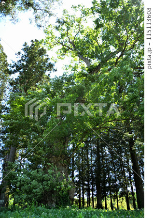 群馬県沼田市屋形原町のパワースポット 篠尾神社 御神木の大ケヤキ 群馬県沼田市屋形原町のパワースポット 篠尾神社 御神木の大ケヤキ 115113608