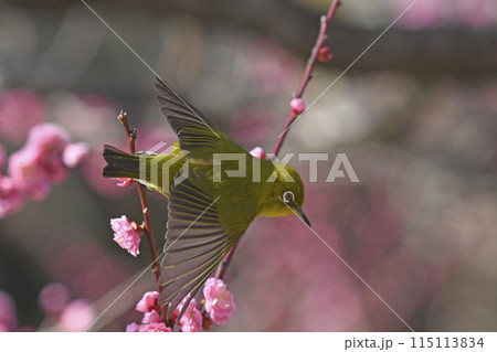 満開の紅梅にメジロさん 飛び出し ( 春イメージ ) 満開の紅梅にメジロさん 飛び出し ( 春イメージ ) 115113834