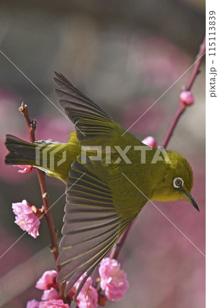 満開の紅梅にメジロさん 飛び出し ( 春イメージ ) 満開の紅梅にメジロさん 飛び出し ( 春イメージ ) 115113839