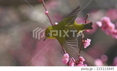 満開の紅梅にメジロさん　飛び出し （ 春イメージ ） 115113845