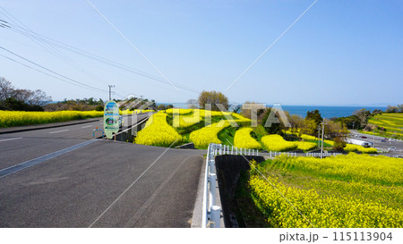 大分・長崎鼻の菜の花 115113904