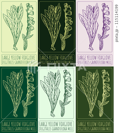Set of vector drawing LARGE YELLOW FOXGLOVE in various colors. Hand drawn illustration. The Latin name is DIGITALIS GRANDIFLORA MILL. 115114199