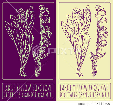 Vector drawing LARGE YELLOW FOXGLOVE. Hand drawn illustration. The Latin name is DIGITALIS GRANDIFLORA MILL 115114200