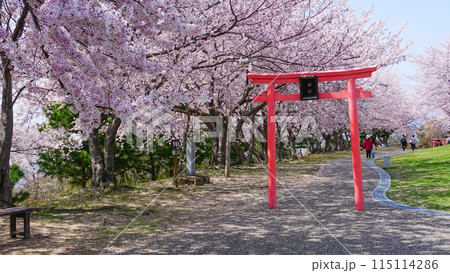 粟嶋神社の満開の桜 115114286