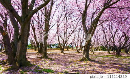 粟嶋神社の満開の桜 115114289