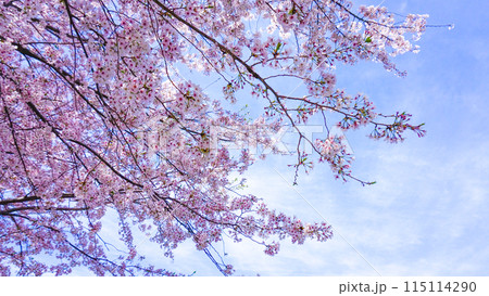 粟嶋神社の満開の桜 115114290