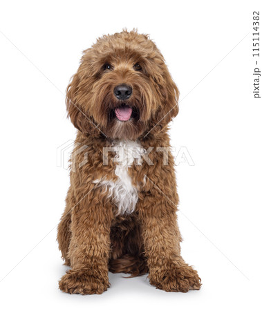 Labradoodle dog on white background Labradoodle dog on white background 115114382