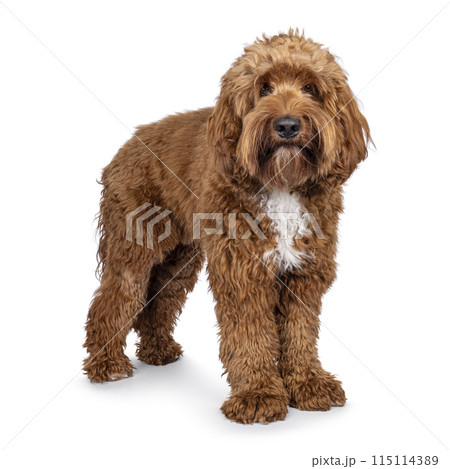 Labradoodle dog on white background 115114389