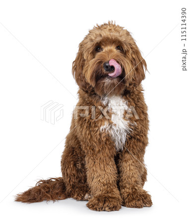 Labradoodle dog on white background 115114390