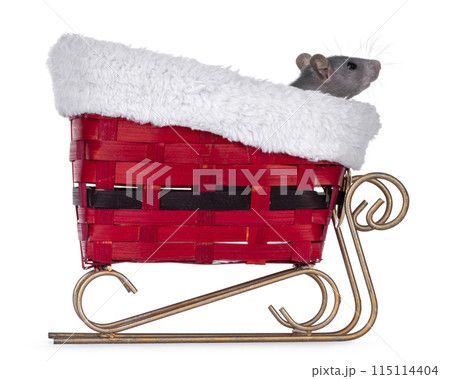 Christmas rat on white background Christmas rat on white background 115114404