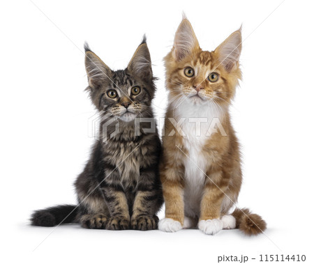 Maine Coon cat kittens on white Maine Coon cat kittens on white 115114410