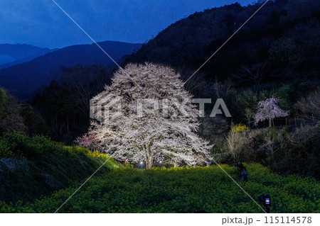 秦野蓑毛の淡墨桜(ライトアップ) 秦野蓑毛の淡墨桜(ライトアップ) 115114578