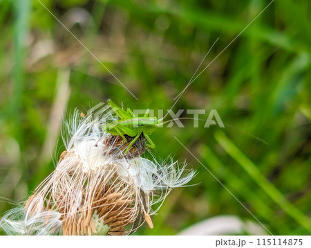 ヤブキリ キリギリス ヤブキリ キリギリス 115114875