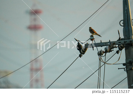 休憩するハヤブサ 115115237