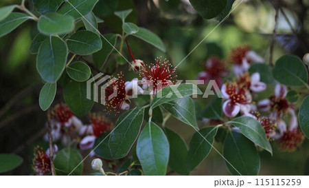 ふともものき 115115259