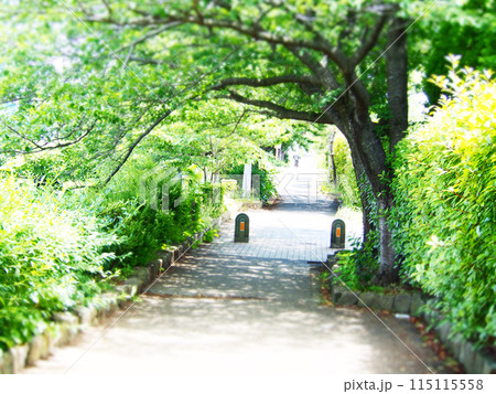 初夏の木漏れ日 初夏の木漏れ日 115115558