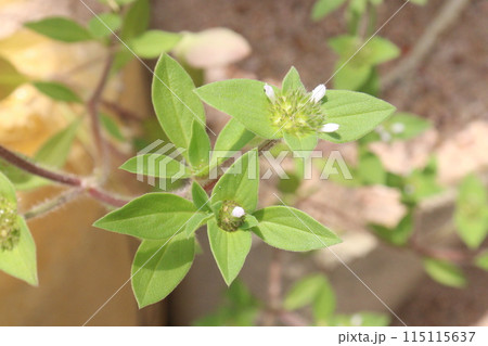 Richardia scabra plant on nursery 115115637