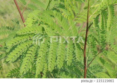 River tamarind plant on nursery 115115661