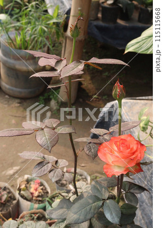 rose plant on nursery for sell 115115668