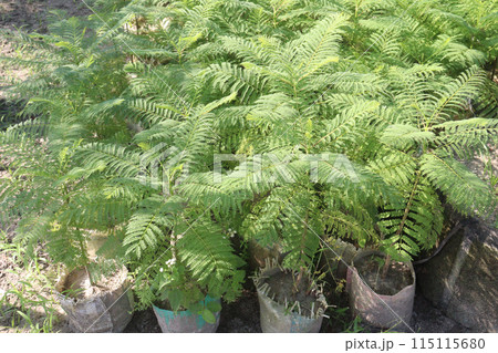 Royal poinciana flower plant on nursery Royal poinciana flower plant on nursery 115115680
