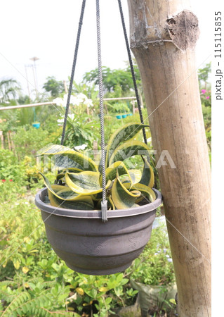 Sansevieria trifasciata Golden Hahnii plant 115115855
