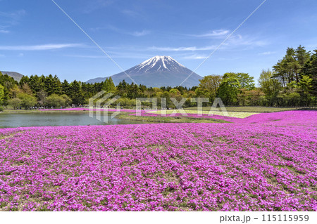 日本一の富士山をバックにピンクの絨毯「芝桜」が映える。 115115959
