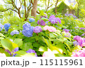 カラフルな紫陽花 115115961