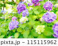 梅雨に咲く紫陽花 115115962
