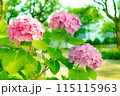 美しいピンクのアジサイ 115115963