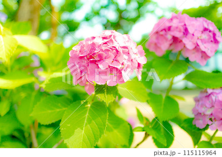 美しいピンクの紫陽花 115115964