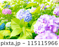 梅雨の晴れ間に咲く紫陽花 115115966