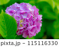 美しいピンクの紫陽花 115116330