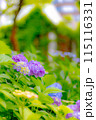 カラフルな紫陽花 115116331