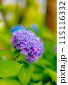 美しい紫陽花 115116332