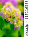 紫陽花 115116333