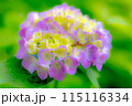薄紫色の紫陽花 115116334
