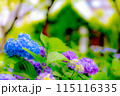 カラフルな紫陽花 115116335